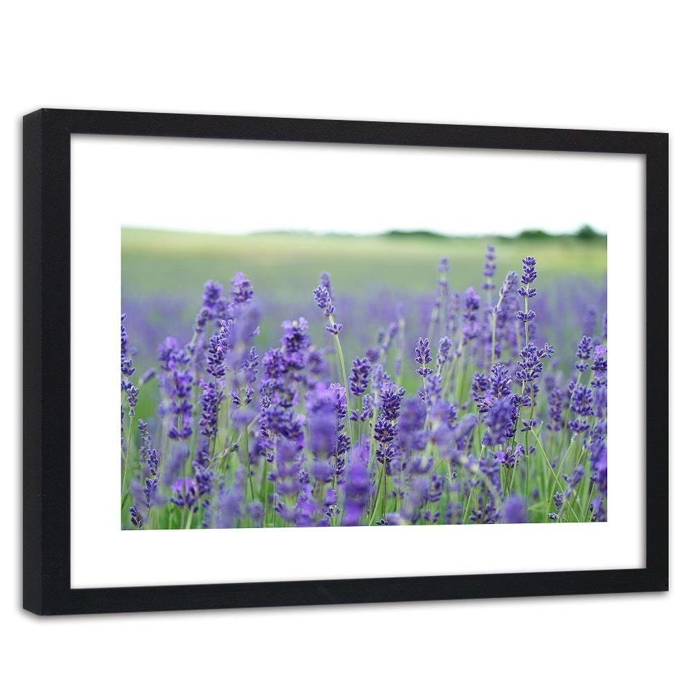Glezna melnā rāmī - Lavender Fields Home Trends