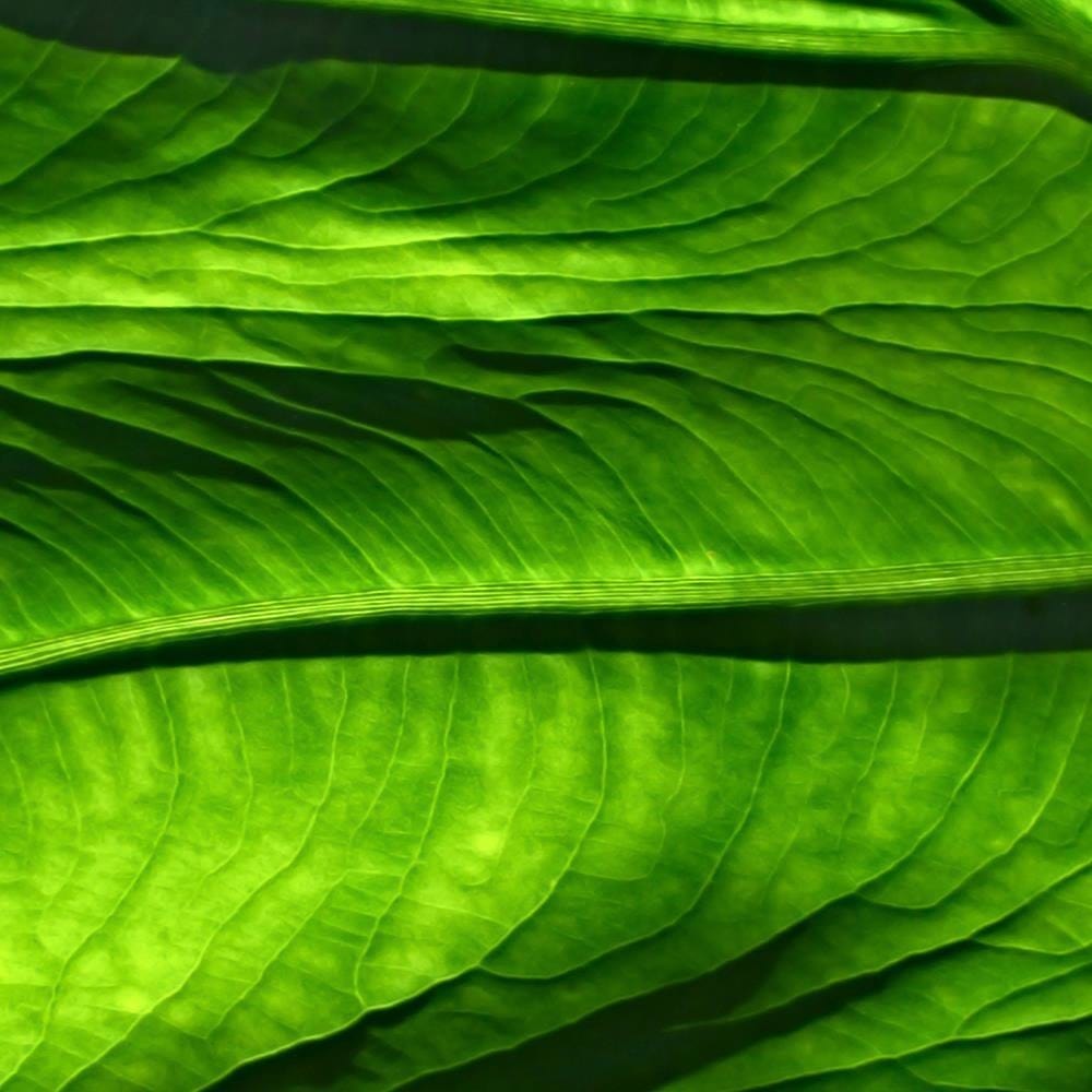 Glezna melnā rāmī - Leaf Structure Home Trends