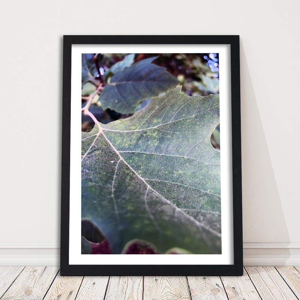 Glezna melnā rāmī - Maple Leaf 2 Home Trends