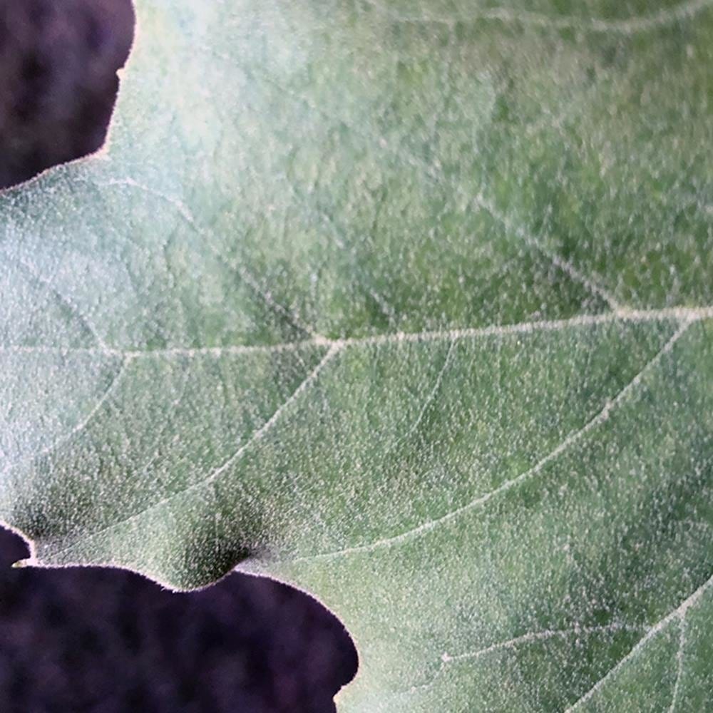 Glezna melnā rāmī - Maple Leaf Home Trends