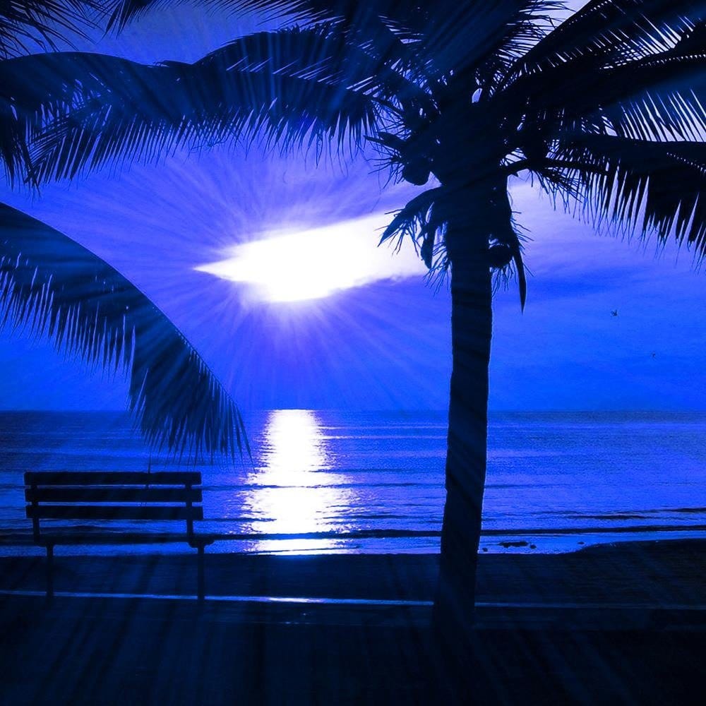 Glezna melnā rāmī - Palm Trees And Sun Rays Home Trends