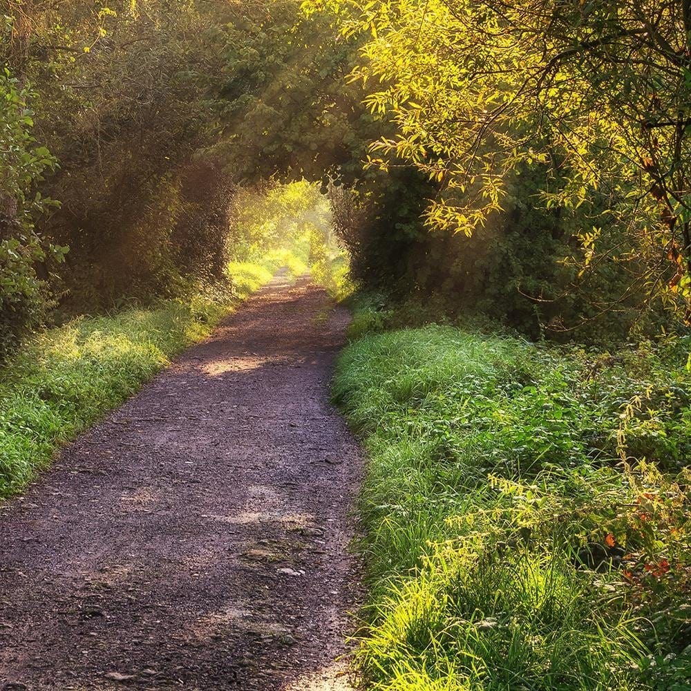 Glezna melnā rāmī - Path In Dense Forest Home Trends