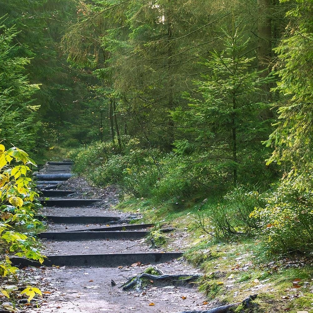 Glezna melnā rāmī - Path In Green Forest Home Trends
