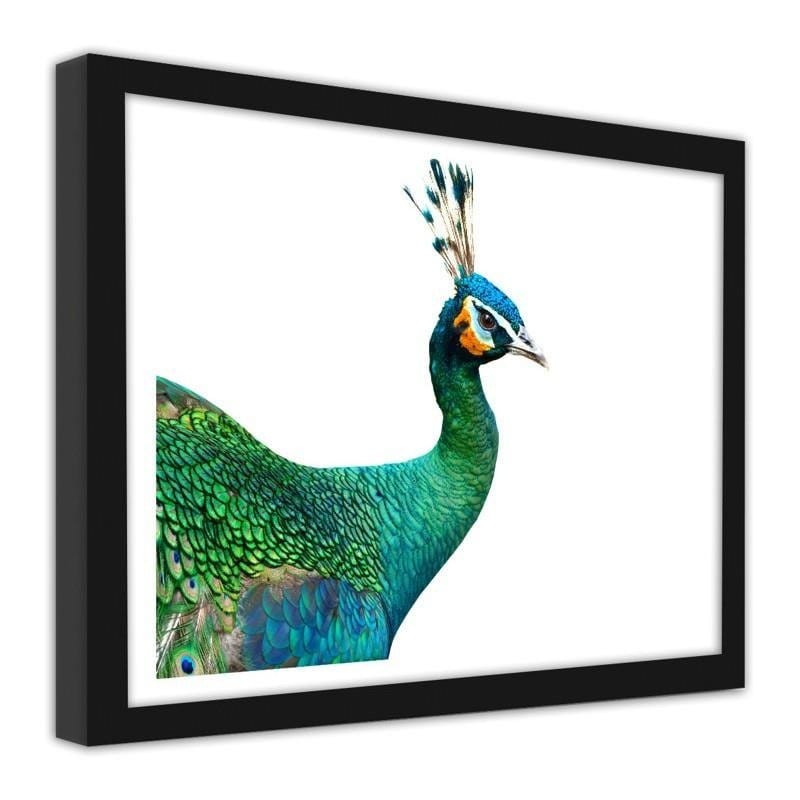 Glezna melnā rāmī - Peacock head Home Trends