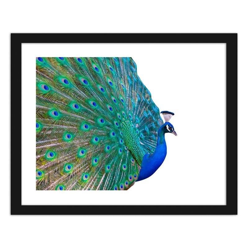 Glezna melnā rāmī - Peacock with a tail spread out Home Trends