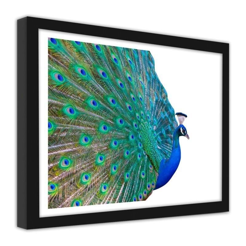 Glezna melnā rāmī - Peacock with a tail spread out Home Trends