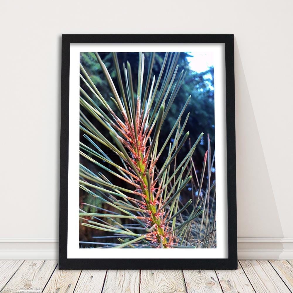 Glezna melnā rāmī - Pine Needles Home Trends