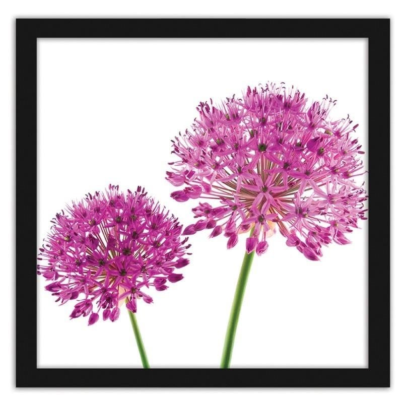 Glezna melnā rāmī - Pink garlic flower Home Trends