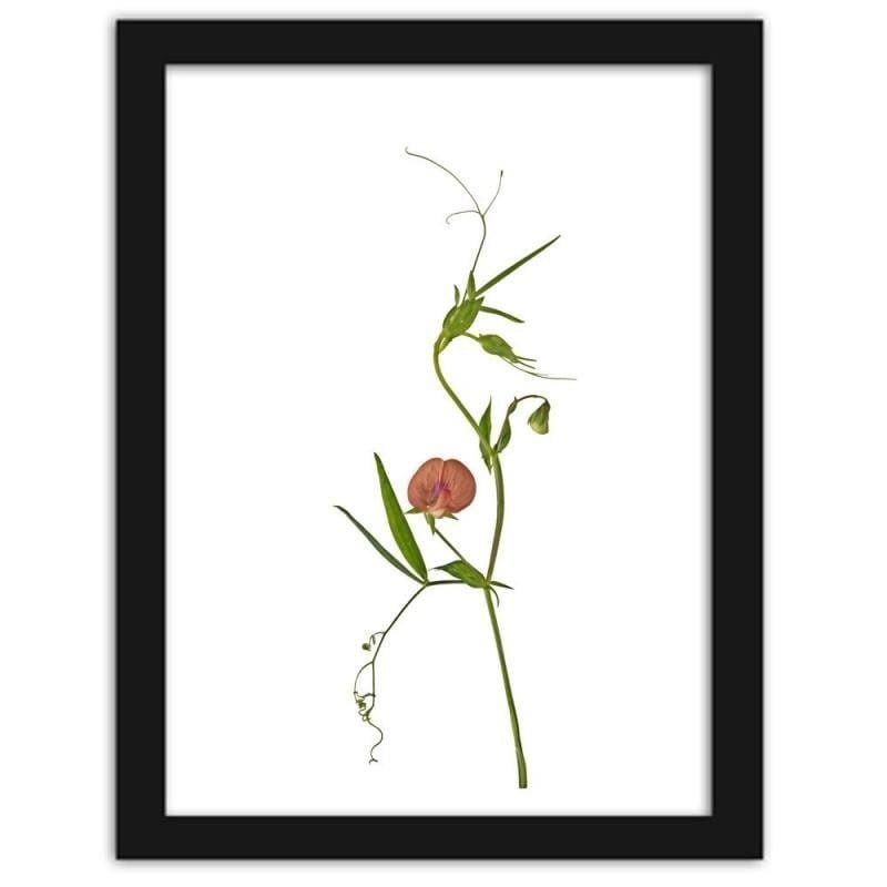 Glezna melnā rāmī - Plant Home Trends