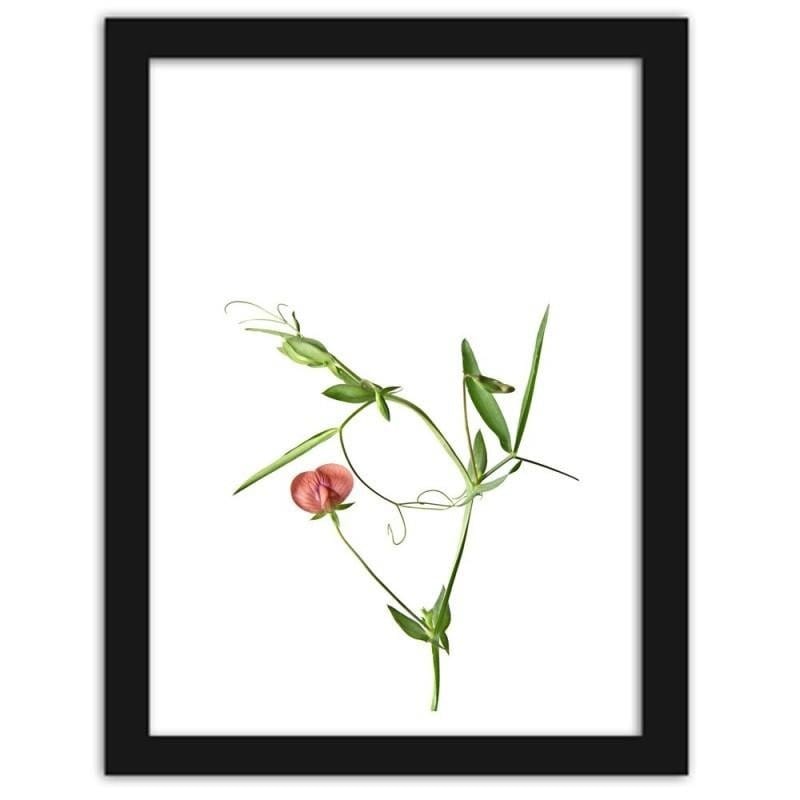 Glezna melnā rāmī - Plant on a white background Home Trends
