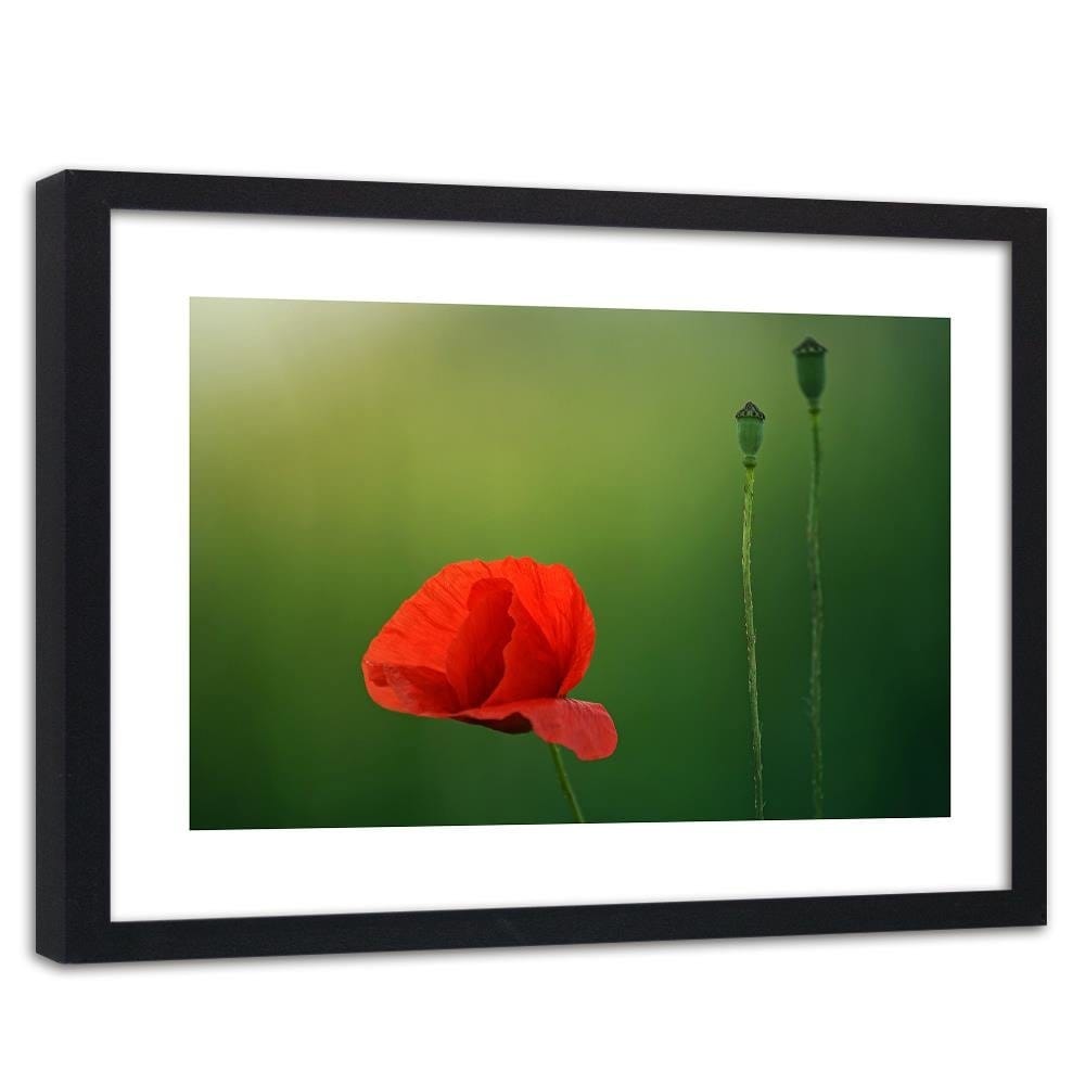 Glezna melnā rāmī - Poppy Flower On A Green Background Home Trends