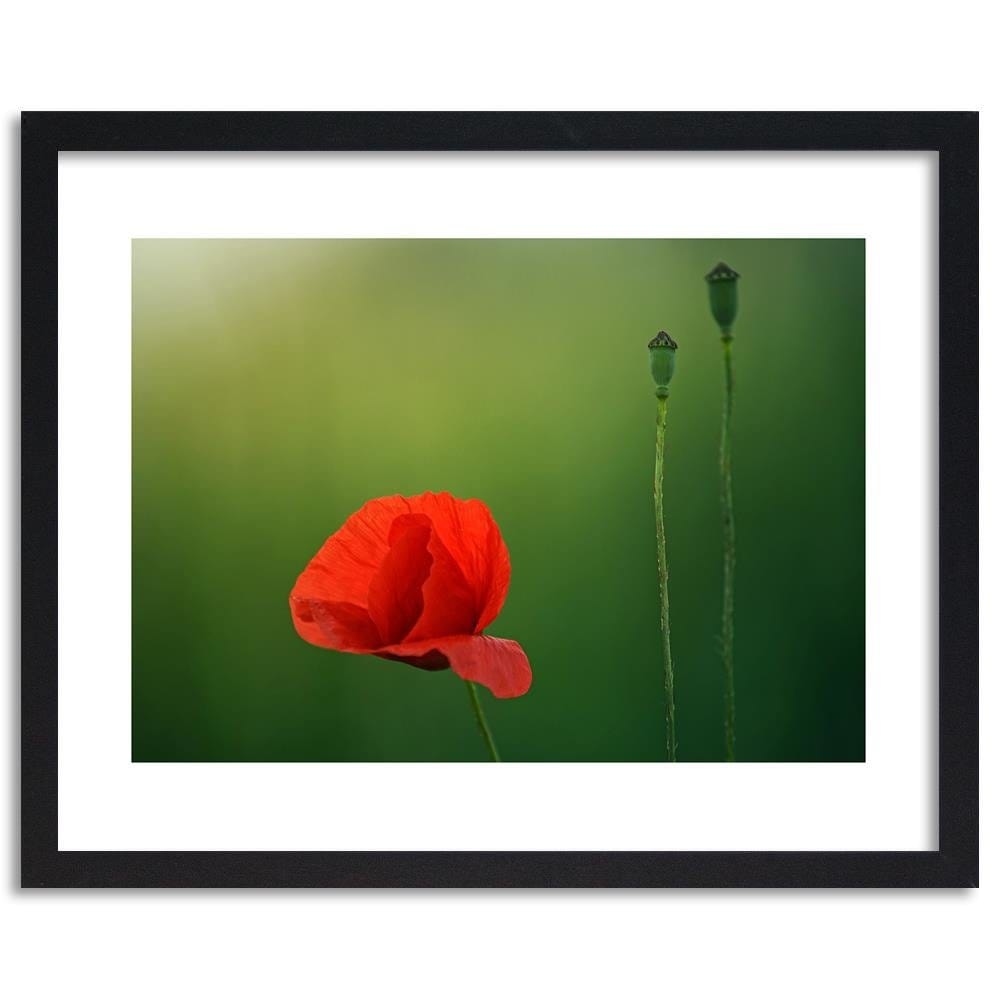 Glezna melnā rāmī - Poppy Flower On A Green Background Home Trends