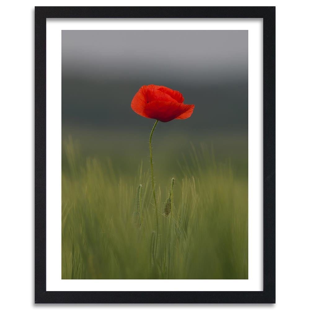Glezna melnā rāmī - Poppy In Half Home Trends