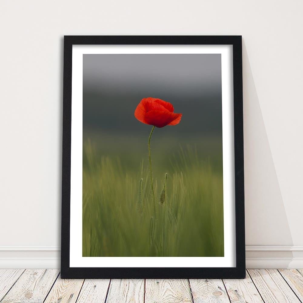 Glezna melnā rāmī - Poppy In Half Home Trends