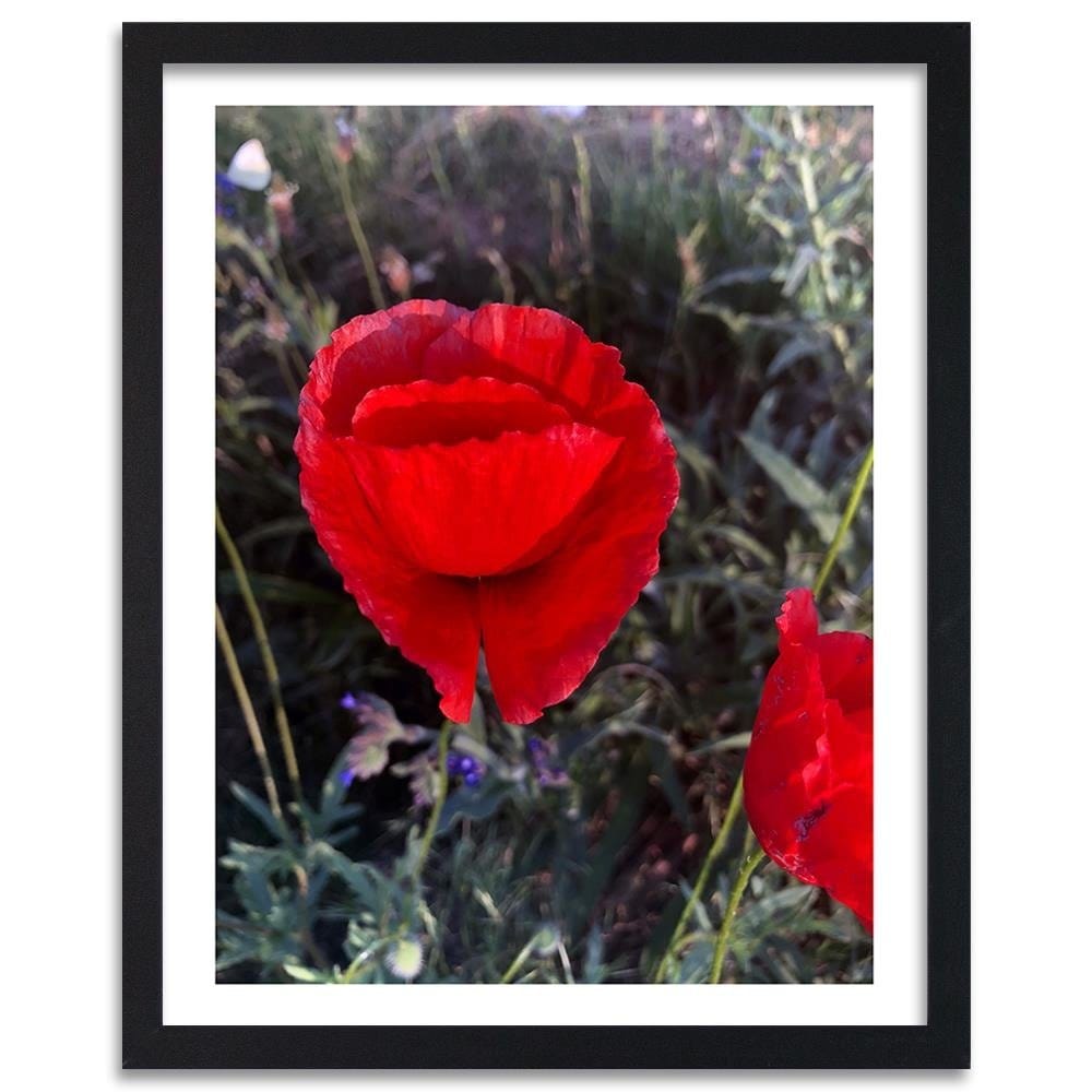 Glezna melnā rāmī - Poppy Petals Home Trends