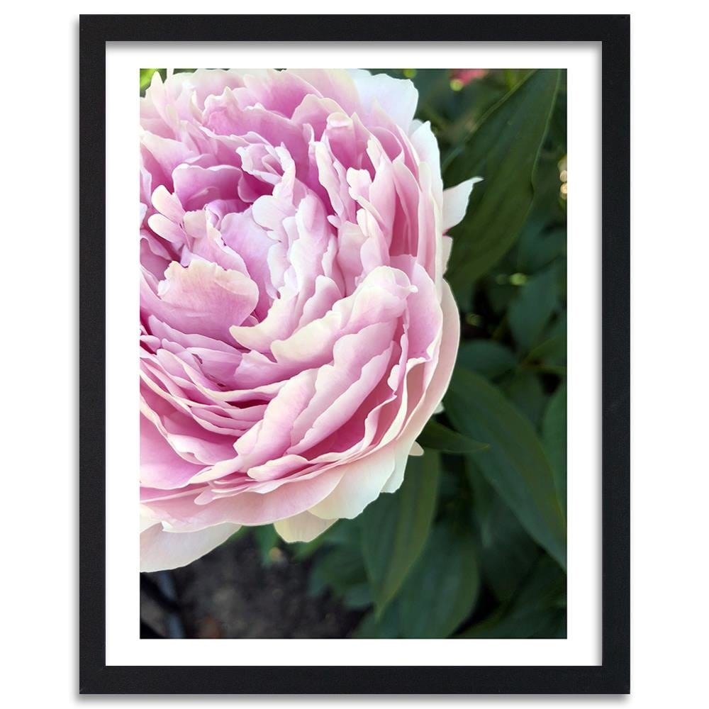 Glezna melnā rāmī - Pretty Pink Peony Home Trends
