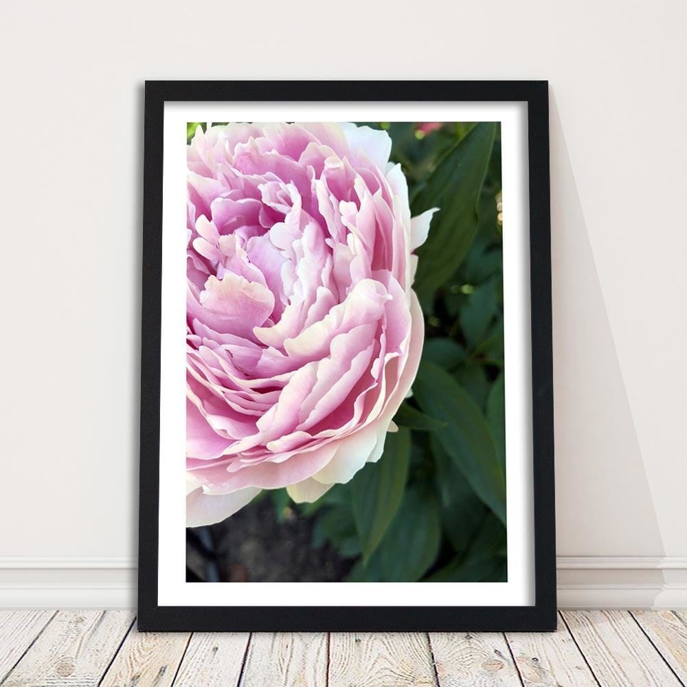 Glezna melnā rāmī - Pretty Pink Peony Home Trends