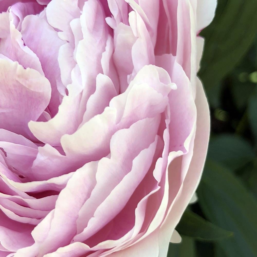 Glezna melnā rāmī - Pretty Pink Peony Home Trends