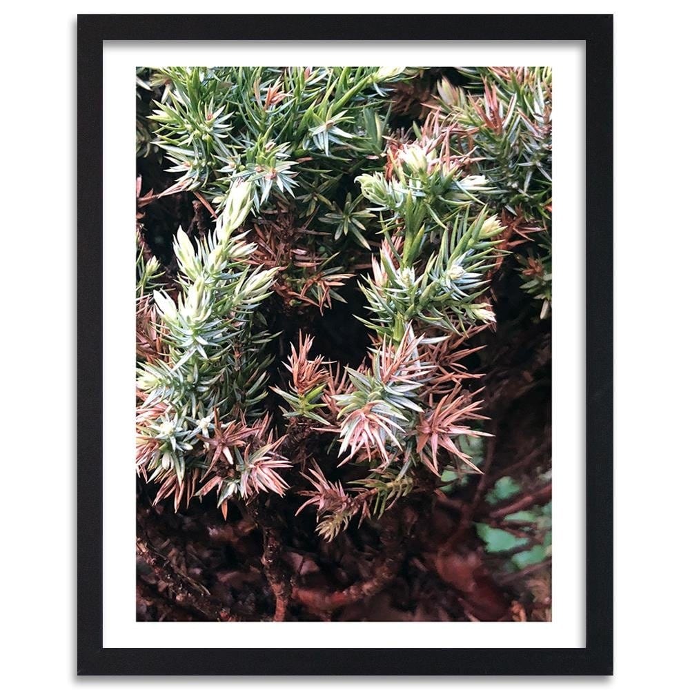 Glezna melnā rāmī - Prickly Shrub Home Trends