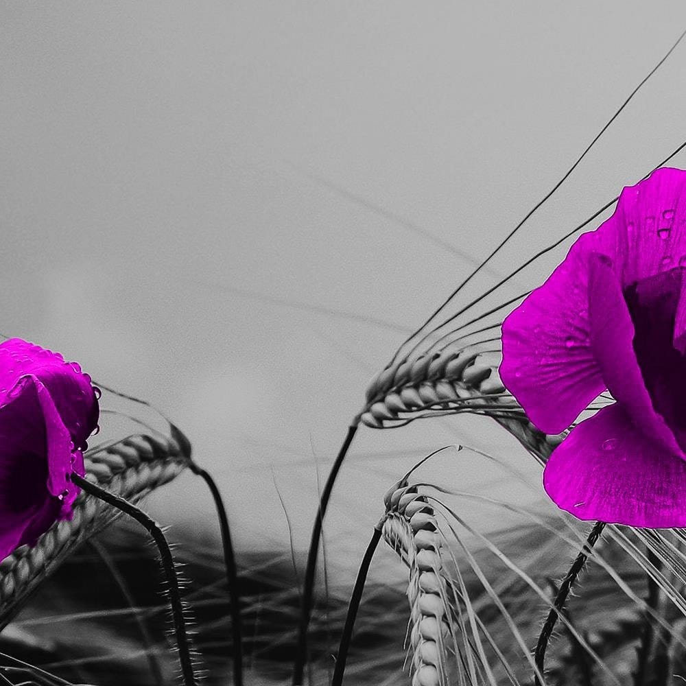 Glezna melnā rāmī - Purple Poppies And Corn Home Trends