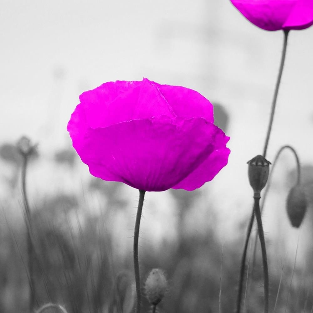 Glezna melnā rāmī - Purple Poppies On The Meadow Home Trends