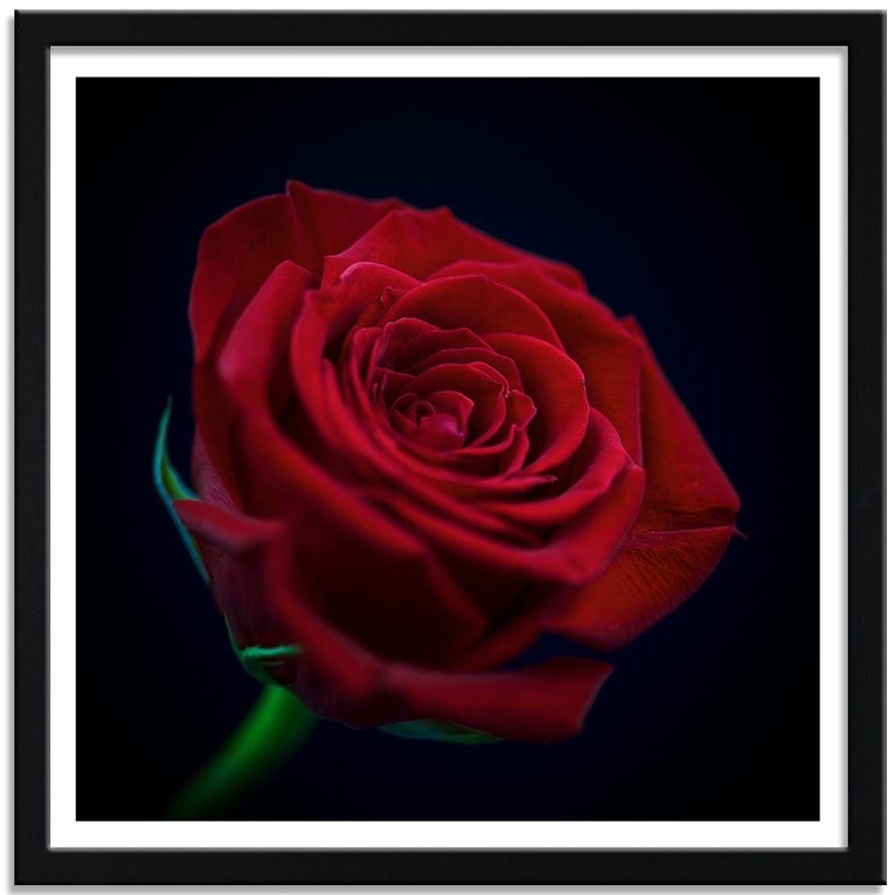 Glezna melnā rāmī - Red Rose In The Dark Home Trends