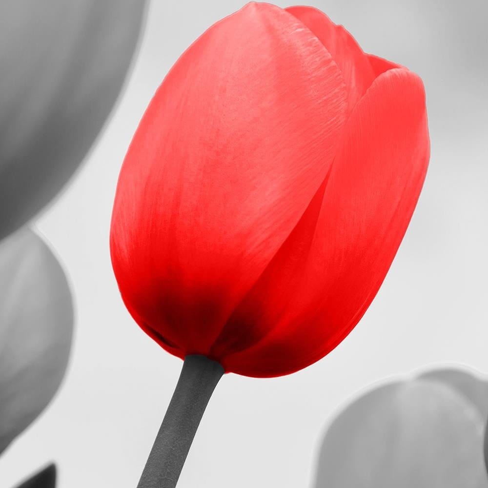 Glezna melnā rāmī - Red Tulip In Gray Home Trends