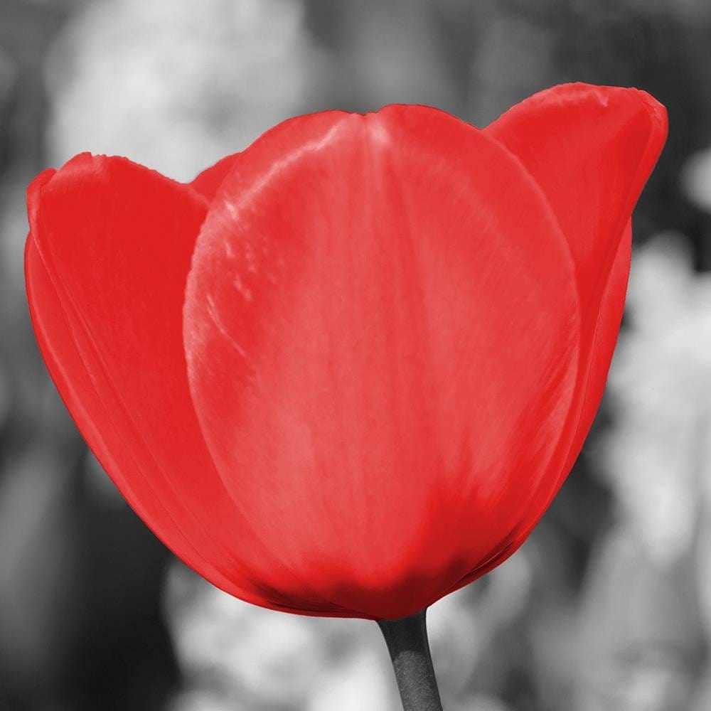 Glezna melnā rāmī - Red Tulip On The Meadow Home Trends