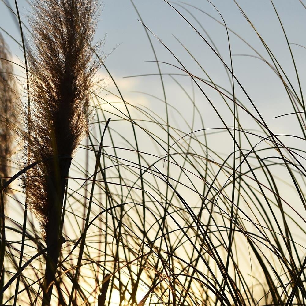 Glezna melnā rāmī - Reed In The Sun Home Trends