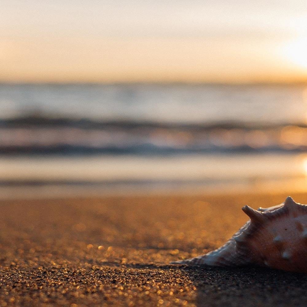 Glezna melnā rāmī - Scallop On The Beach Home Trends