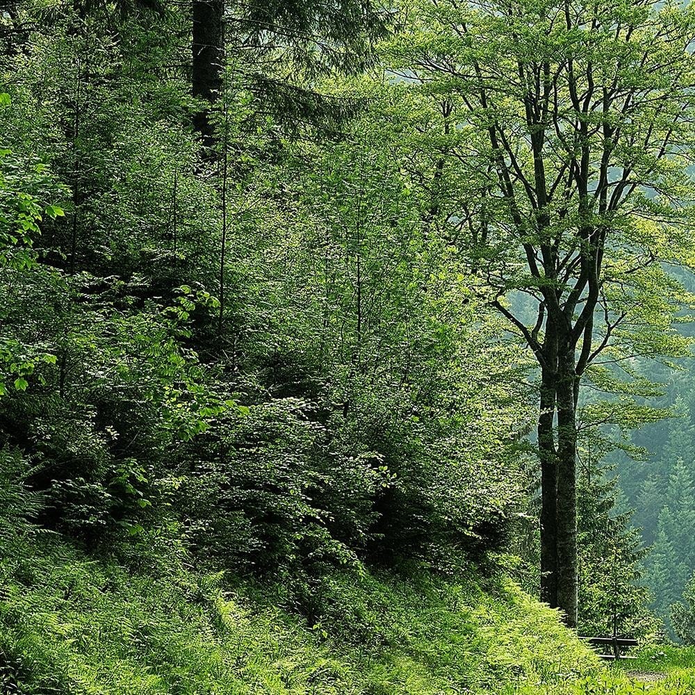 Glezna melnā rāmī - Shrubs At Forest Road Home Trends