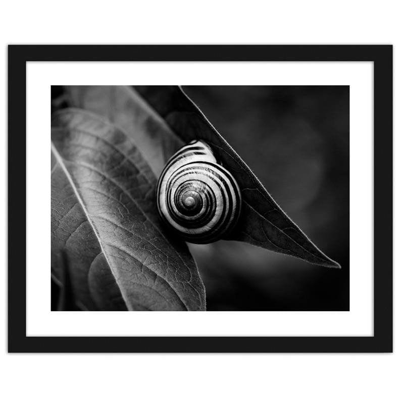 Glezna melnā rāmī - Snail on a leaf in summer Home Trends