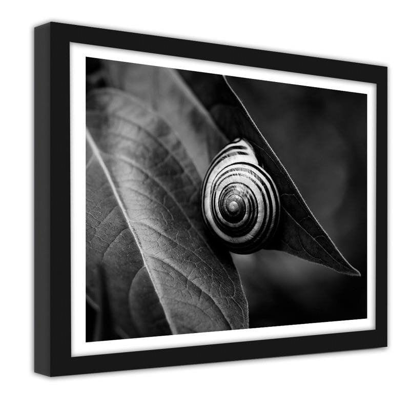 Glezna melnā rāmī - Snail on a leaf in summer Home Trends
