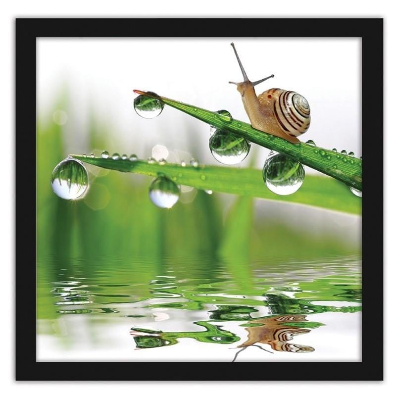 Glezna melnā rāmī - Snail on sprinkled grass Home Trends