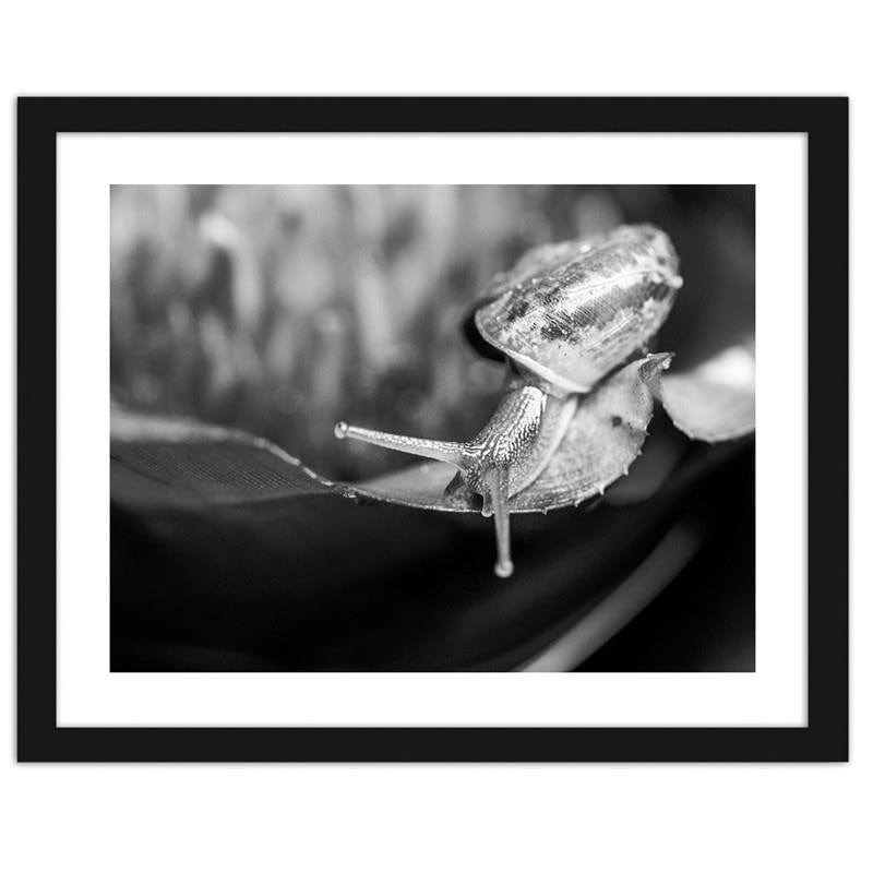 Glezna melnā rāmī - Snail on the leaf Home Trends