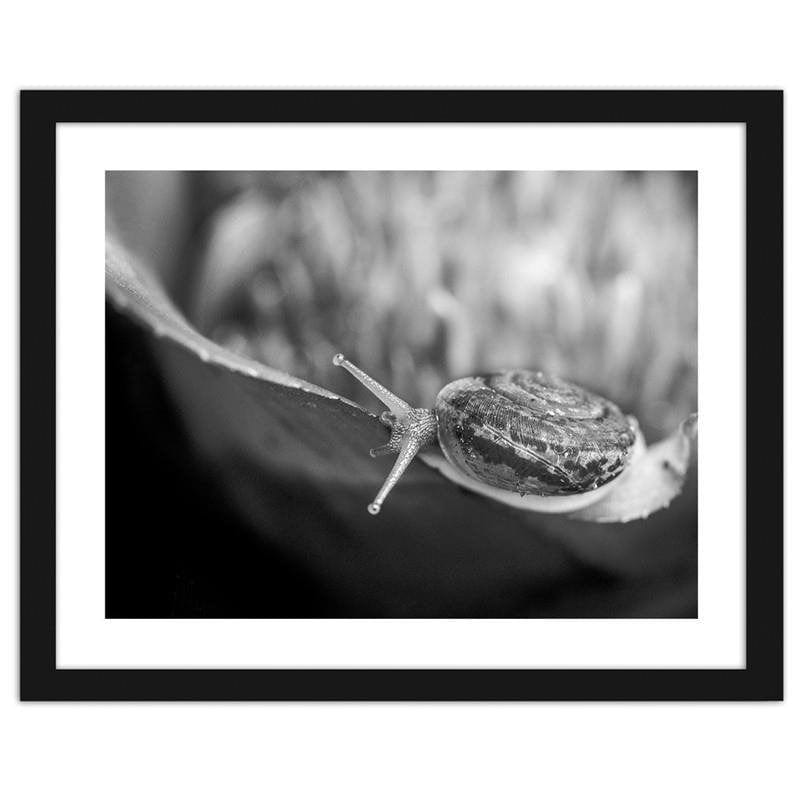 Glezna melnā rāmī - Snail on the plant Home Trends