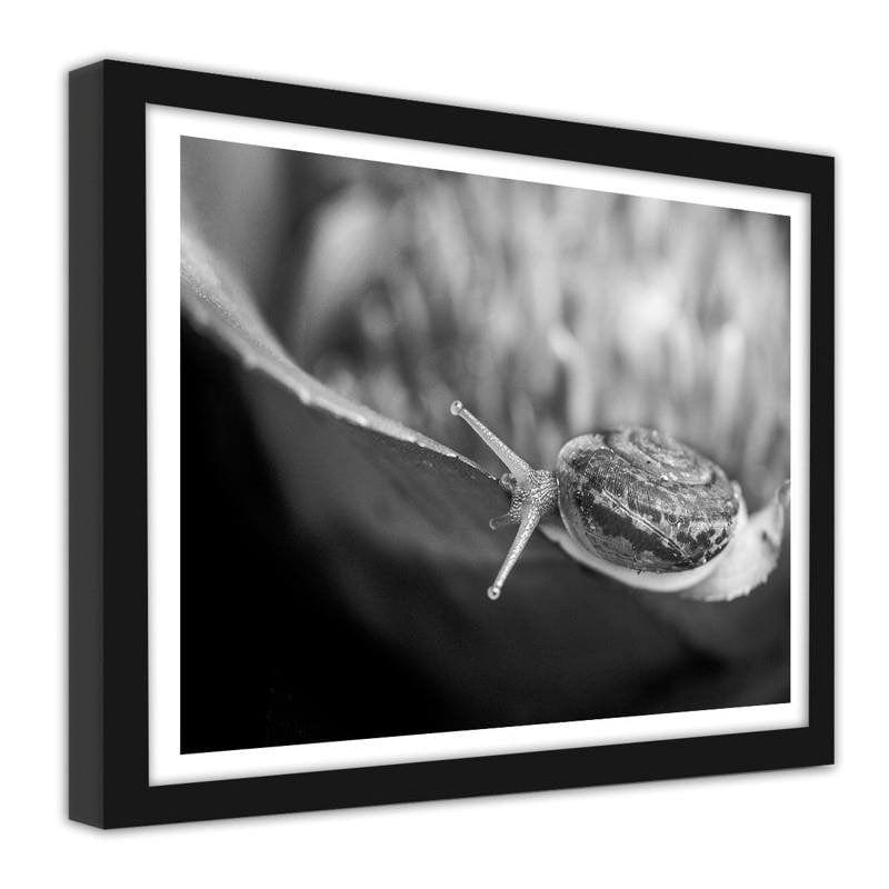 Glezna melnā rāmī - Snail on the plant Home Trends