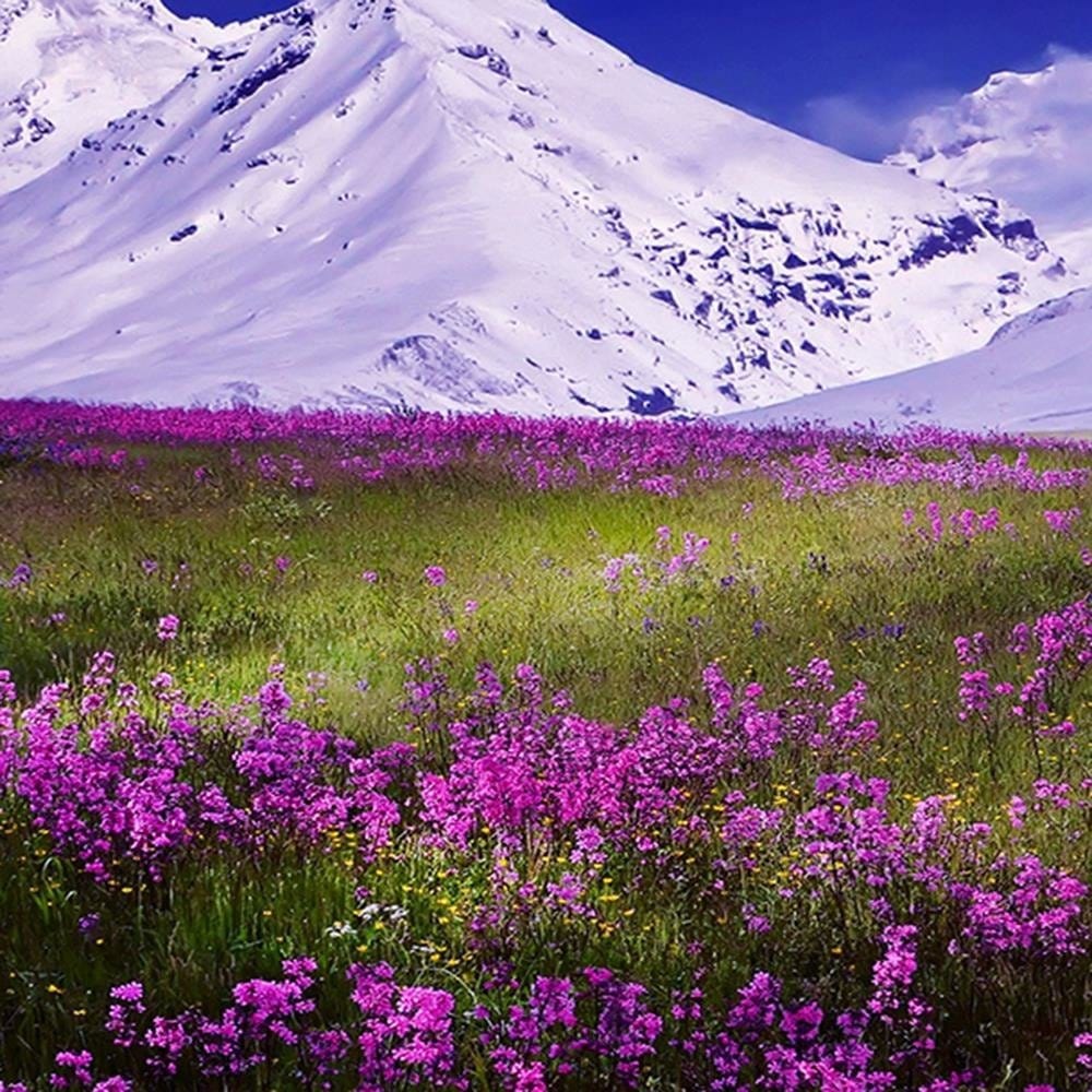 Glezna melnā rāmī - Snowy Mountains And Colorful Meadow 4 Home Trends