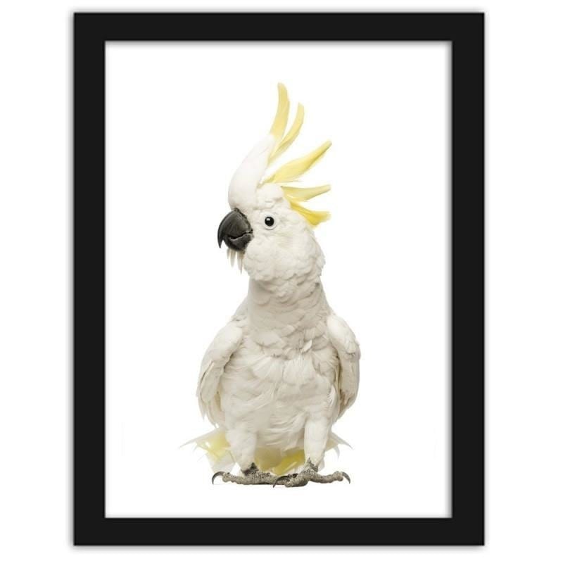 Glezna melnā rāmī - Sulfur-crested cockatoos Home Trends