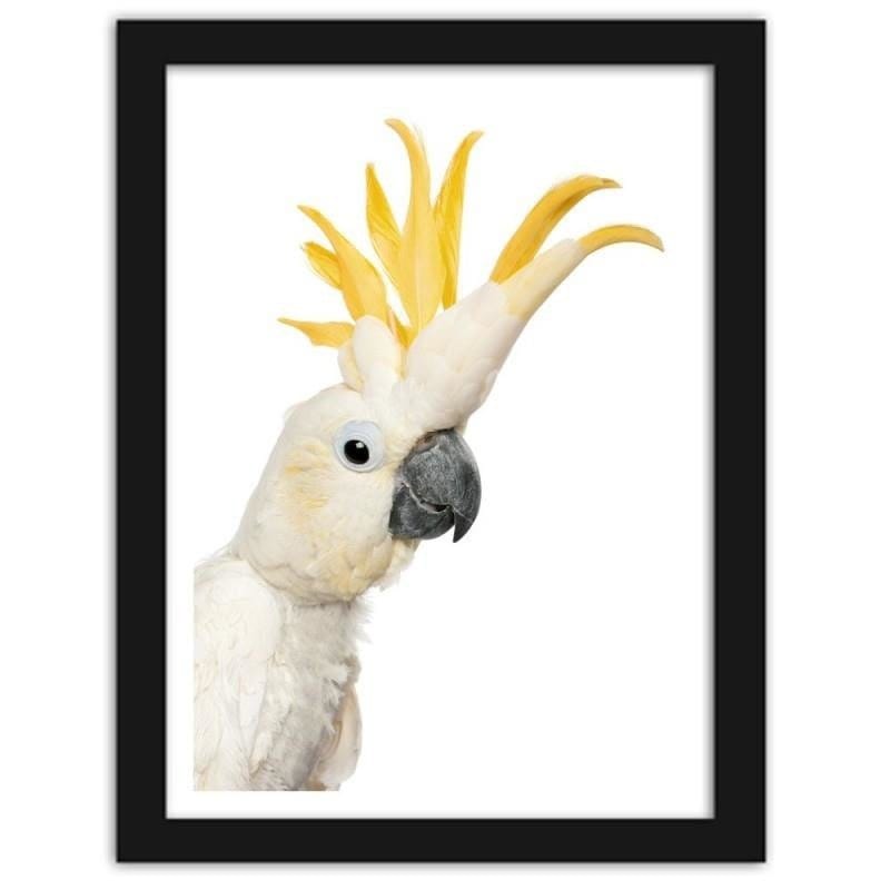 Glezna melnā rāmī - Sulphur-crested cockatoos Home Trends
