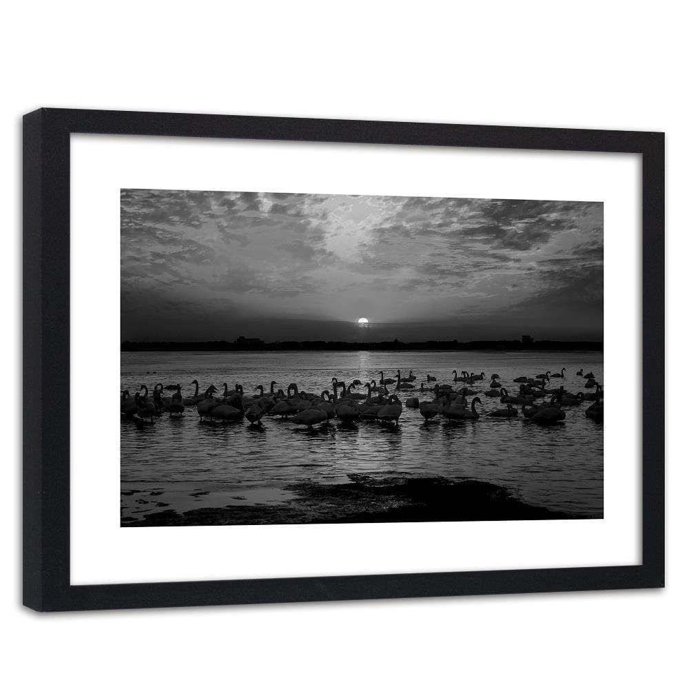 Glezna melnā rāmī - Swans On The Shore Of A Lake 2 Home Trends