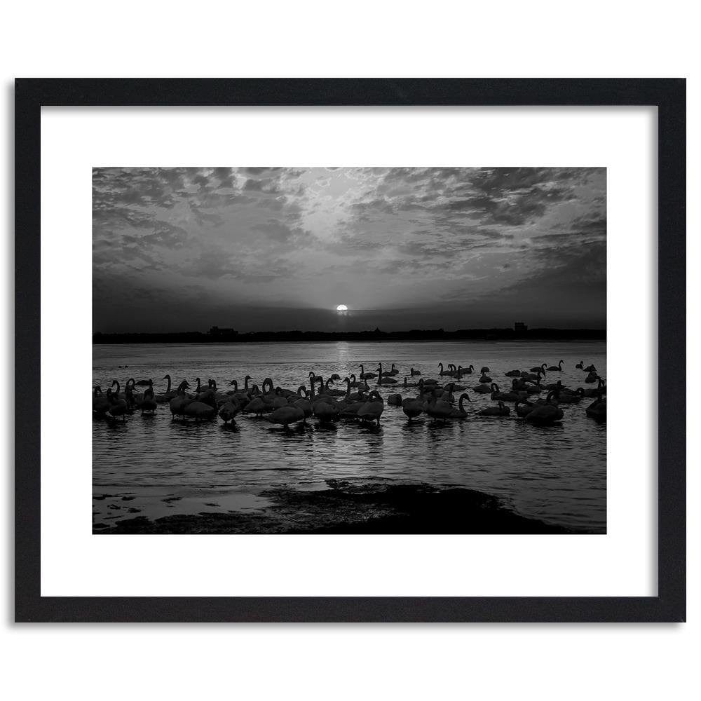 Glezna melnā rāmī - Swans On The Shore Of A Lake 2 Home Trends