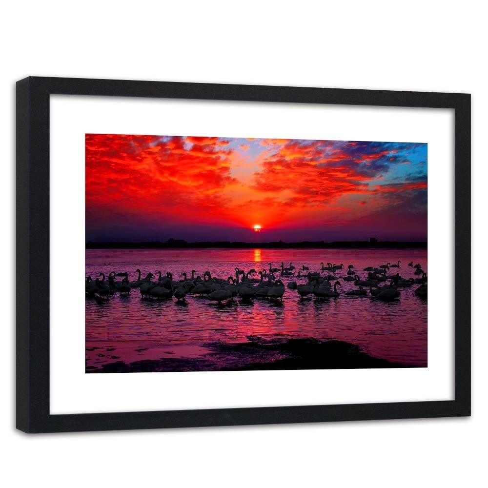 Glezna melnā rāmī - Swans On The Shore Of A Lake 4 Home Trends