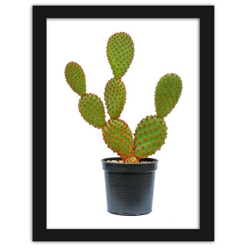 Glezna melnā rāmī - The cactus in the pot Home Trends