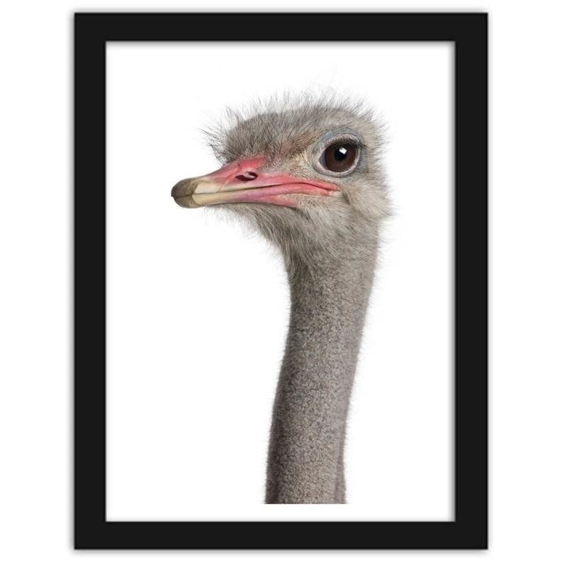 Glezna melnā rāmī - The ostrich head Home Trends