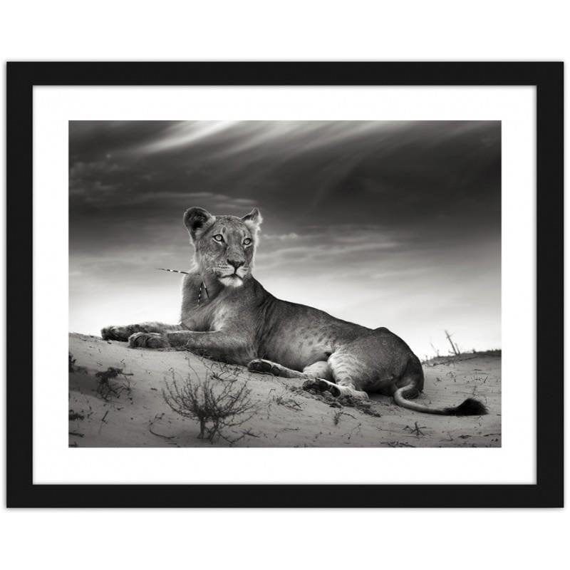 Glezna melnā rāmī - The resting lioness Home Trends