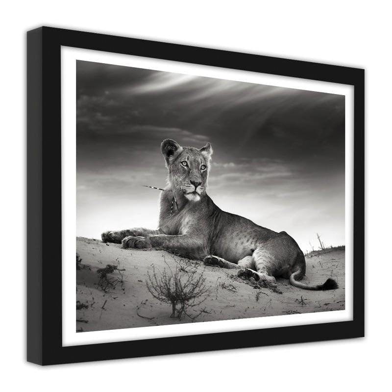 Glezna melnā rāmī - The resting lioness Home Trends