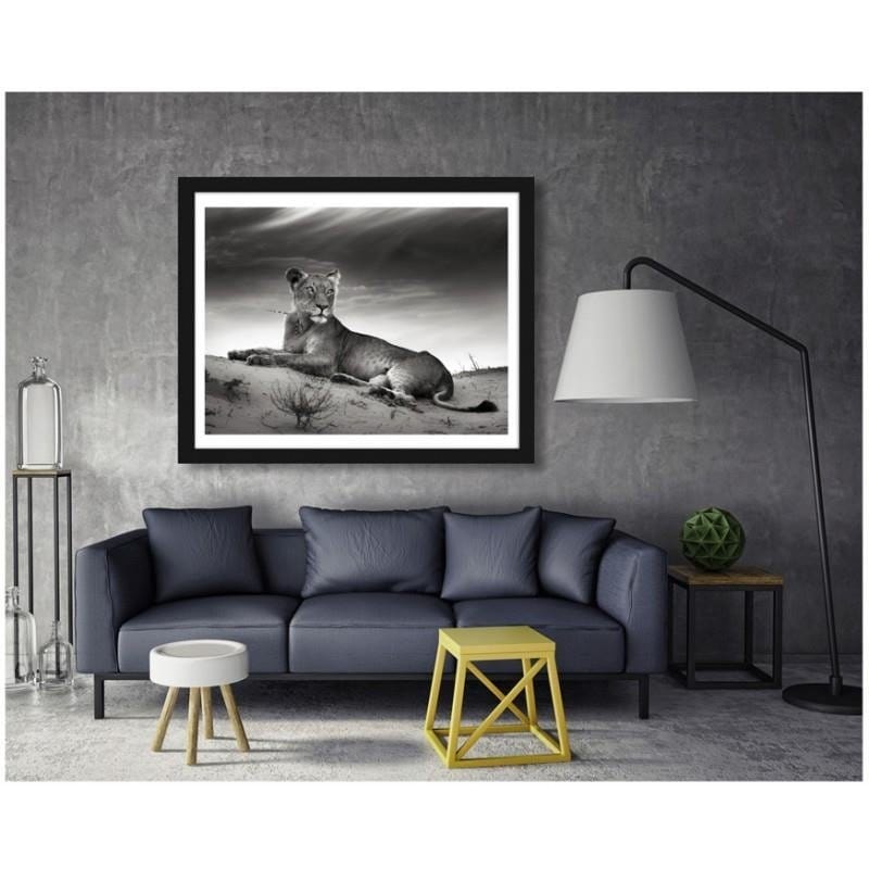 Glezna melnā rāmī - The resting lioness Home Trends