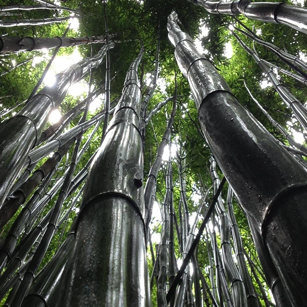 Glezna melnā rāmī - The Tops Of Tall Trees Home Trends