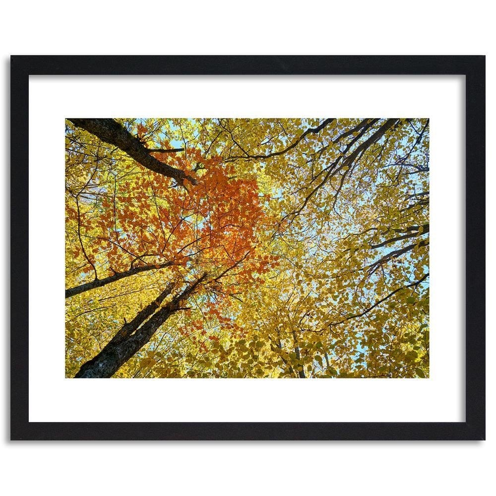 Glezna melnā rāmī - The Tops Of The Trees In Autumn  Home Trends